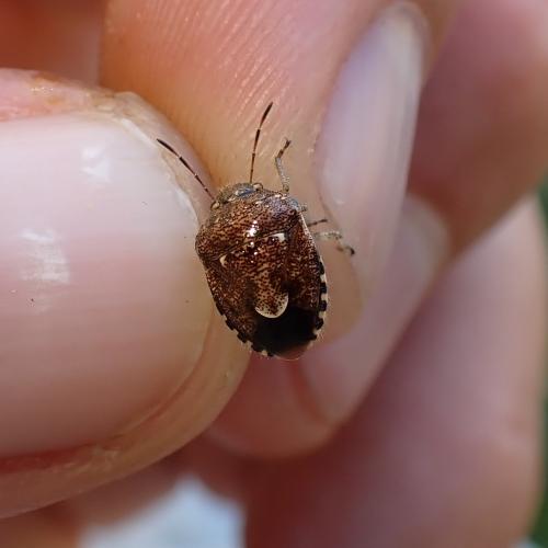 Staria lunata
